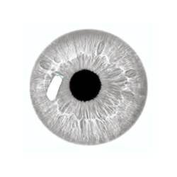 Gray Contact Lens (2)